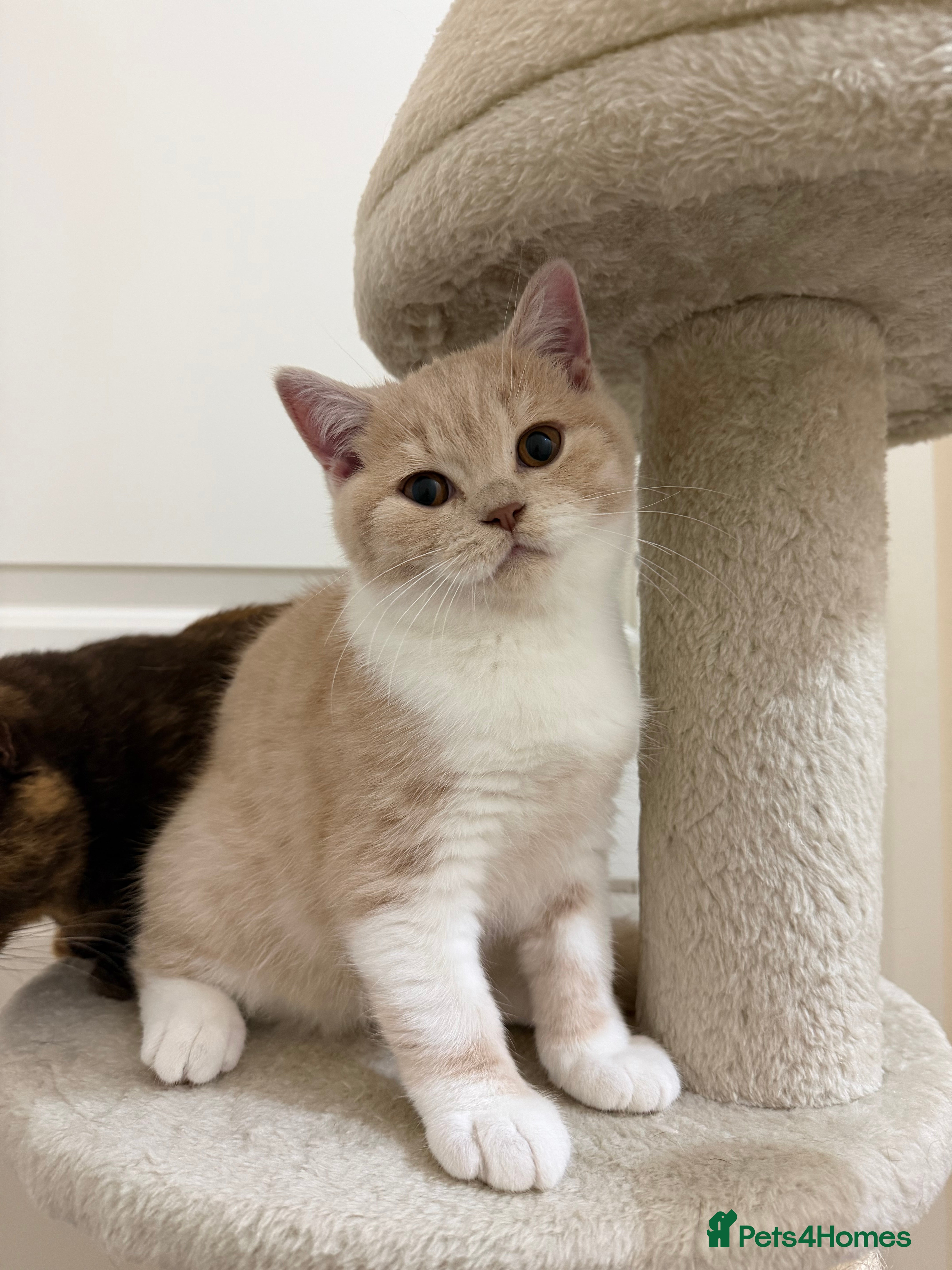 British Shorthair cats Last beautiful cream and white bicolour Bsh boy  - Advert 1
