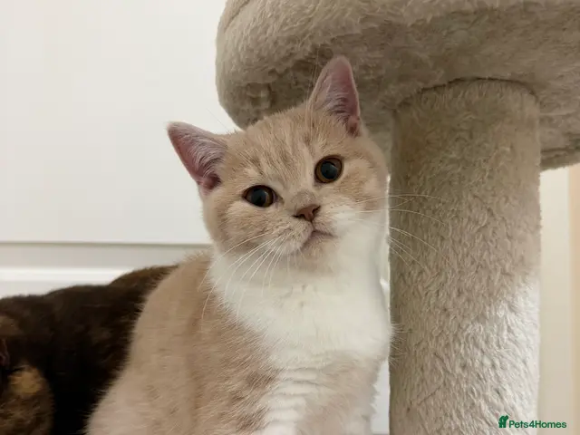 British Shorthair cats Last beautiful cream and white bicolour Bsh boy - Advert 1