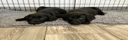 Labrador Retriever dogs for sale: One boy available - 10 weeks old 🐶 - Advert 3