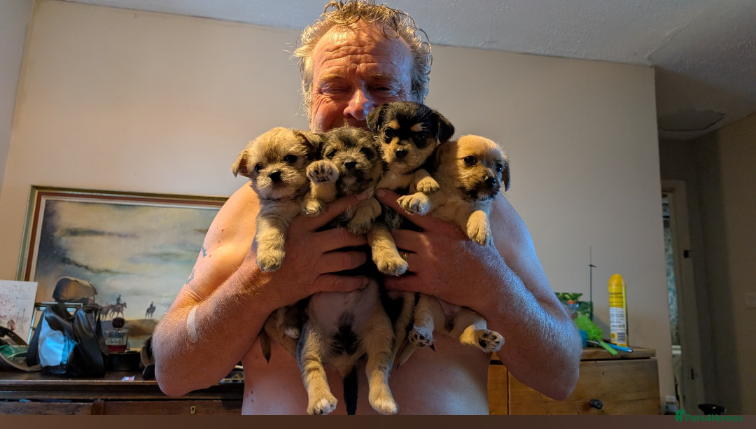 Mixed Breed dogs for sale: Jack Russell cross - Advert 4