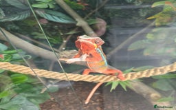 Chameleon reptiles for sale: Ambilobe panther chameleon and viv - Image 7