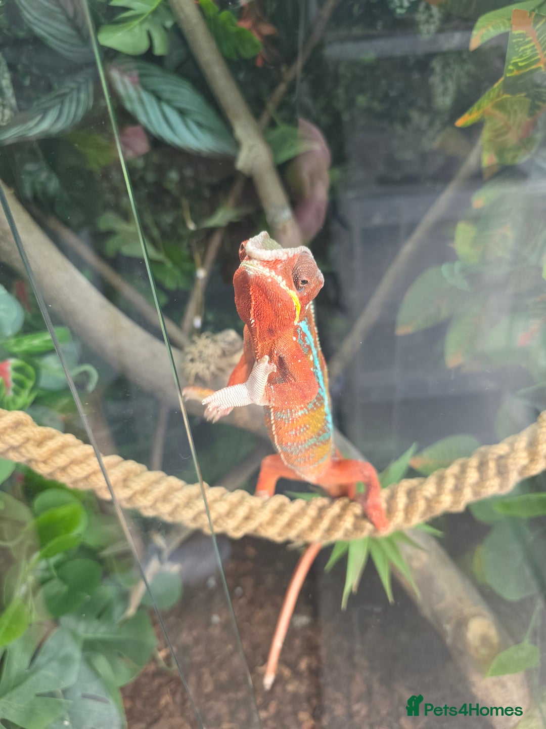 Chameleon reptiles for sale: Ambilobe panther chameleon and viv - Image 7