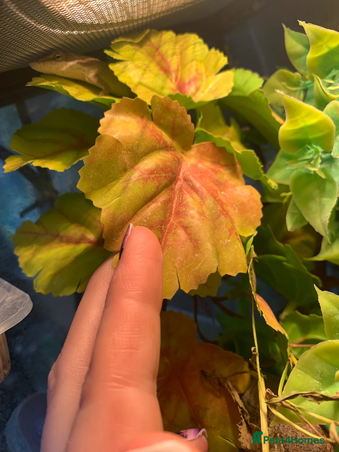 Anole reptiles for sale: Male green anole and set up - Advert 1