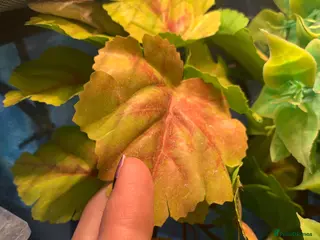 Anole reptiles Male green anole and set up - Advert 18