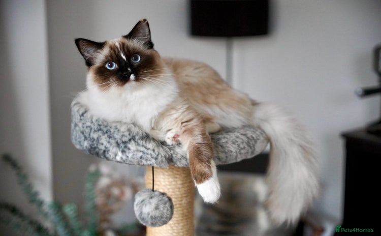 Ragdoll cats Beautiful 9-Month-Old Indoor Ragdoll - Advert 13