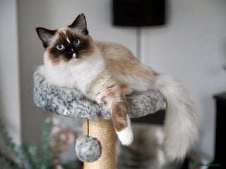 Ragdoll cats Beautiful 9-Month-Old Indoor Ragdoll - Advert 7