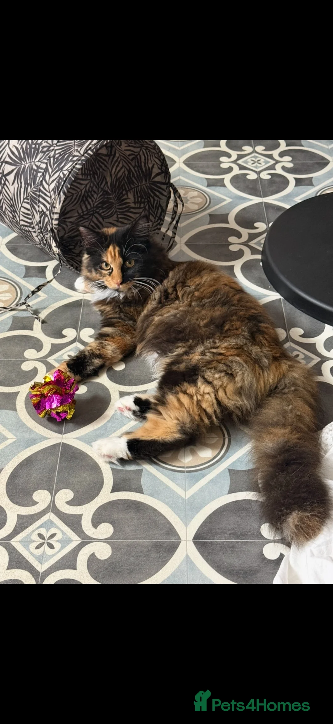 Maine Coon cats for sale: Meet Mavis she was born on 7th March 2026  in Chelmsford - Advert 15