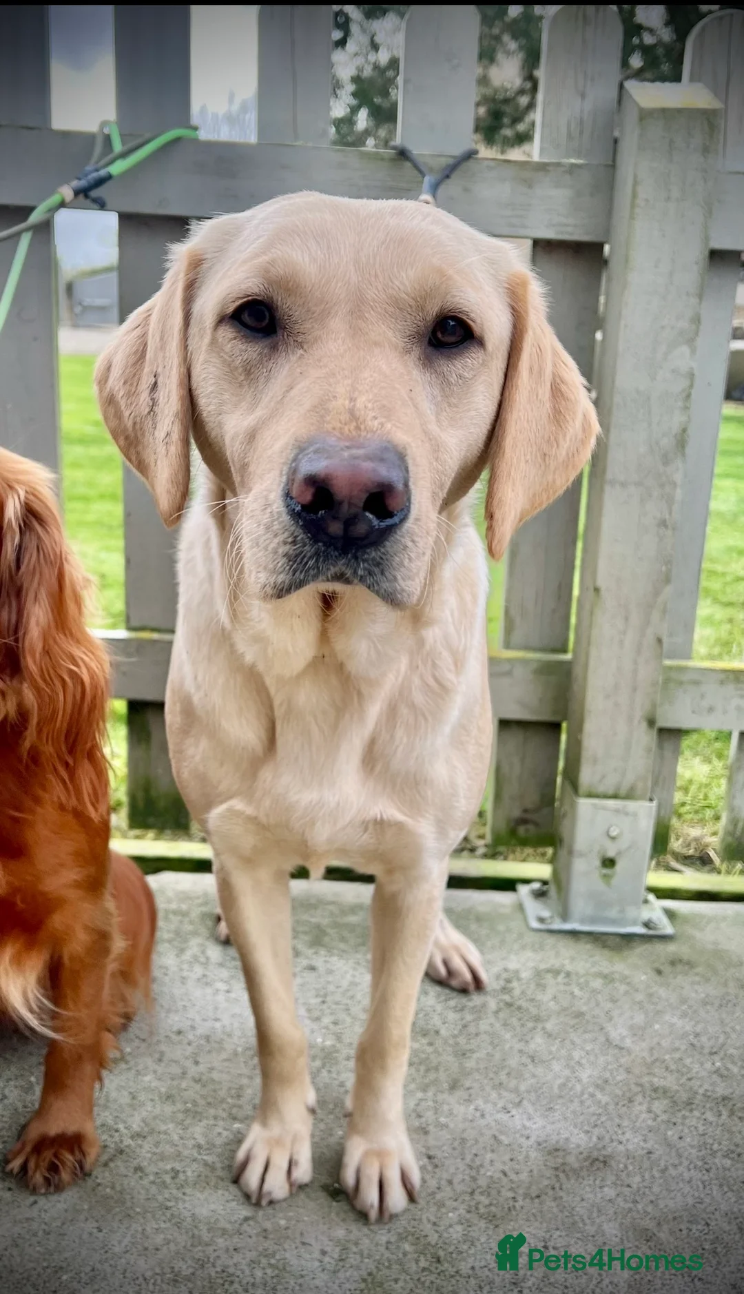 Labrador Retriever dogs for sale: KC REGISTERED LABRADOR PUPPIES - Advert 2