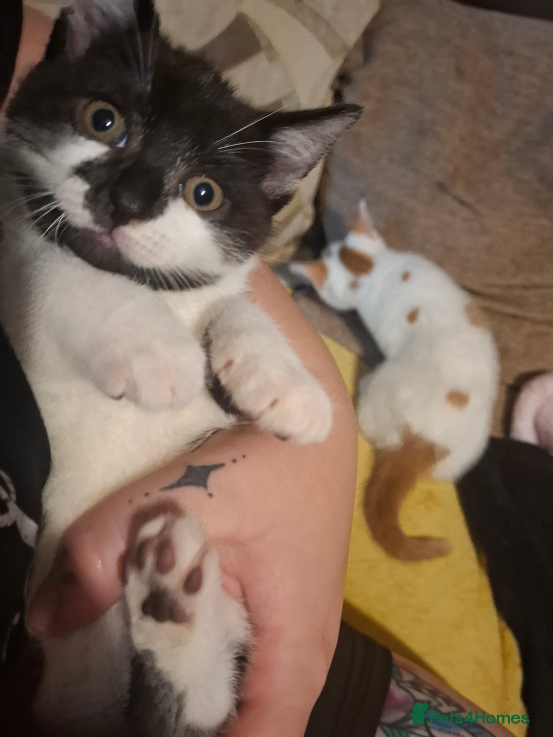 Mixed Breed cats for sale: Female kittens for sale - Image 2