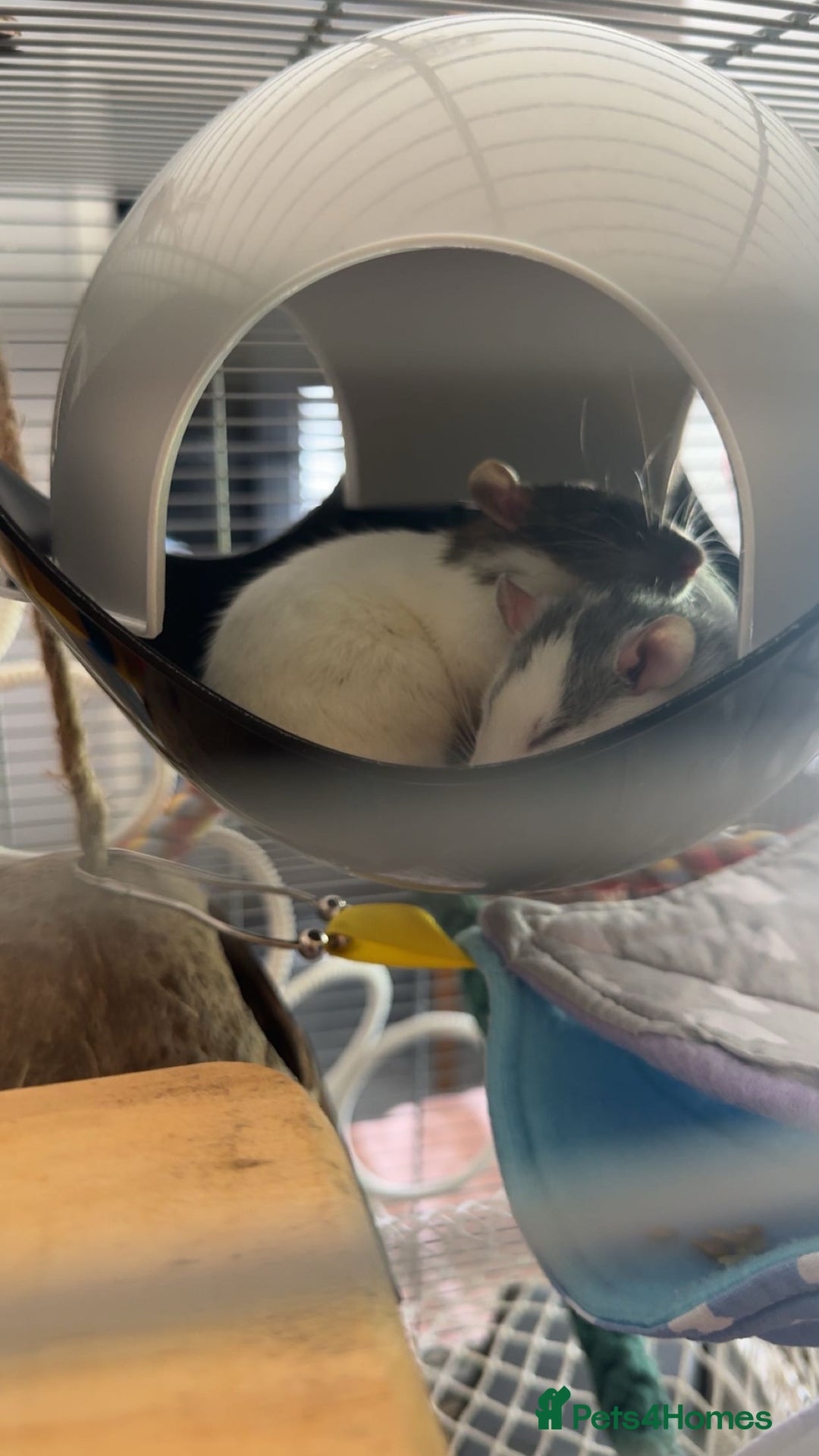 Rat rodents for sale: 2 adorable female rats - Image 1