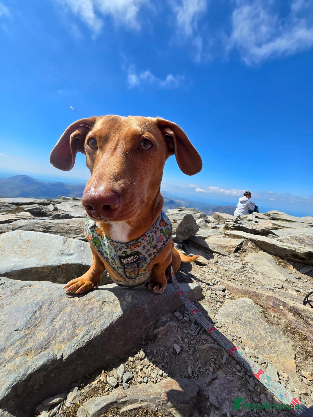 Miniature Dachshund dogs for stud: Miniature dachshund stud in Poole - Advert 5