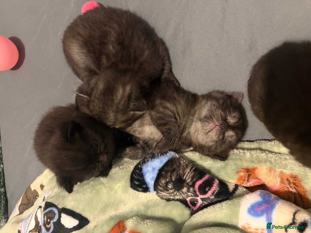 British Shorthair cats for sale: Beautiful British Shorthair Kittens  - Advert 16