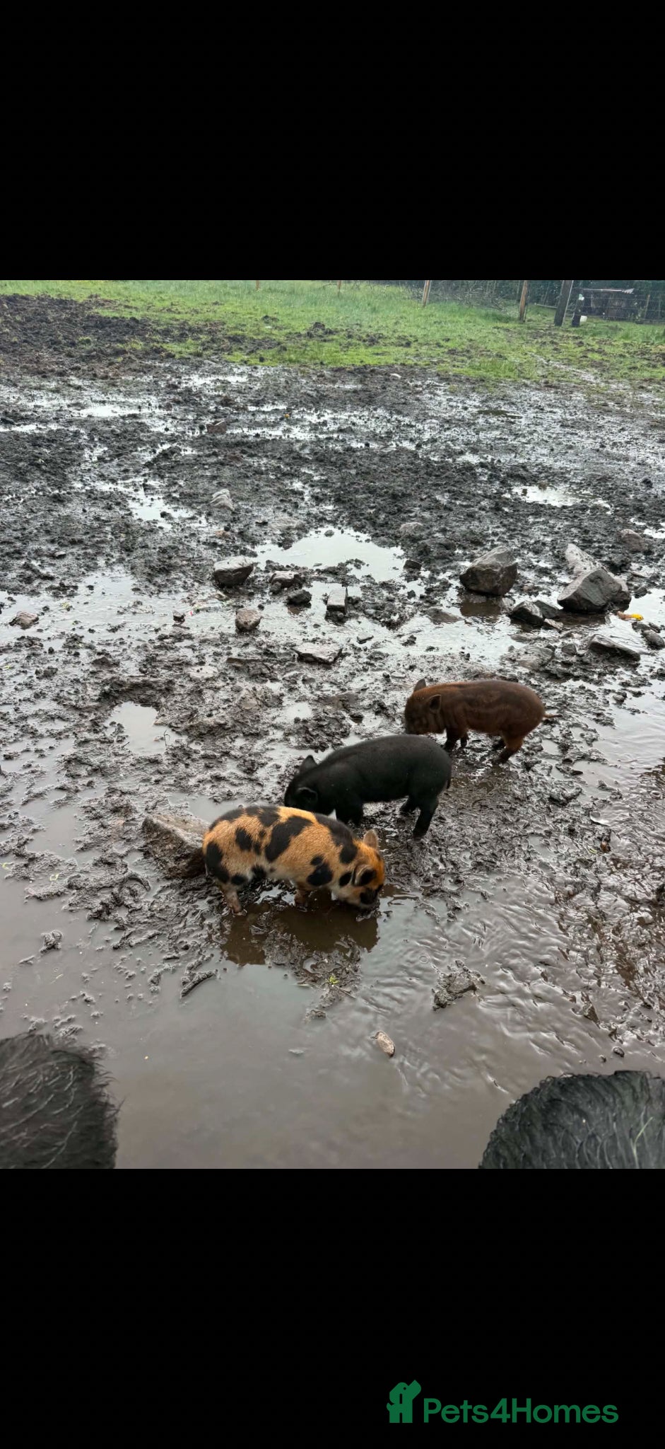 Pig livestock Piglets  Kune cane x potbelly  - Advert 6