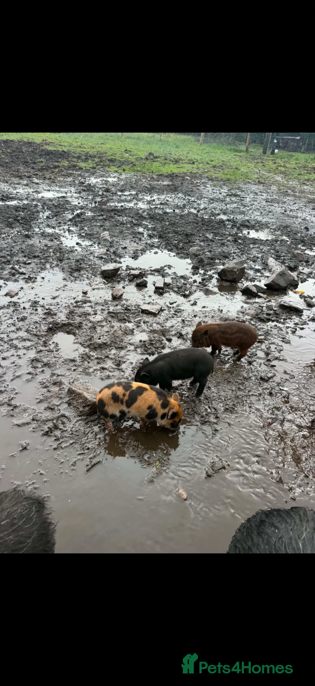 Pig livestock for sale: Piglets  Kune cane x potbelly  - Advert 1