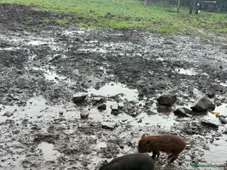 Pig livestock Piglets Kune cane x potbelly - Advert 1