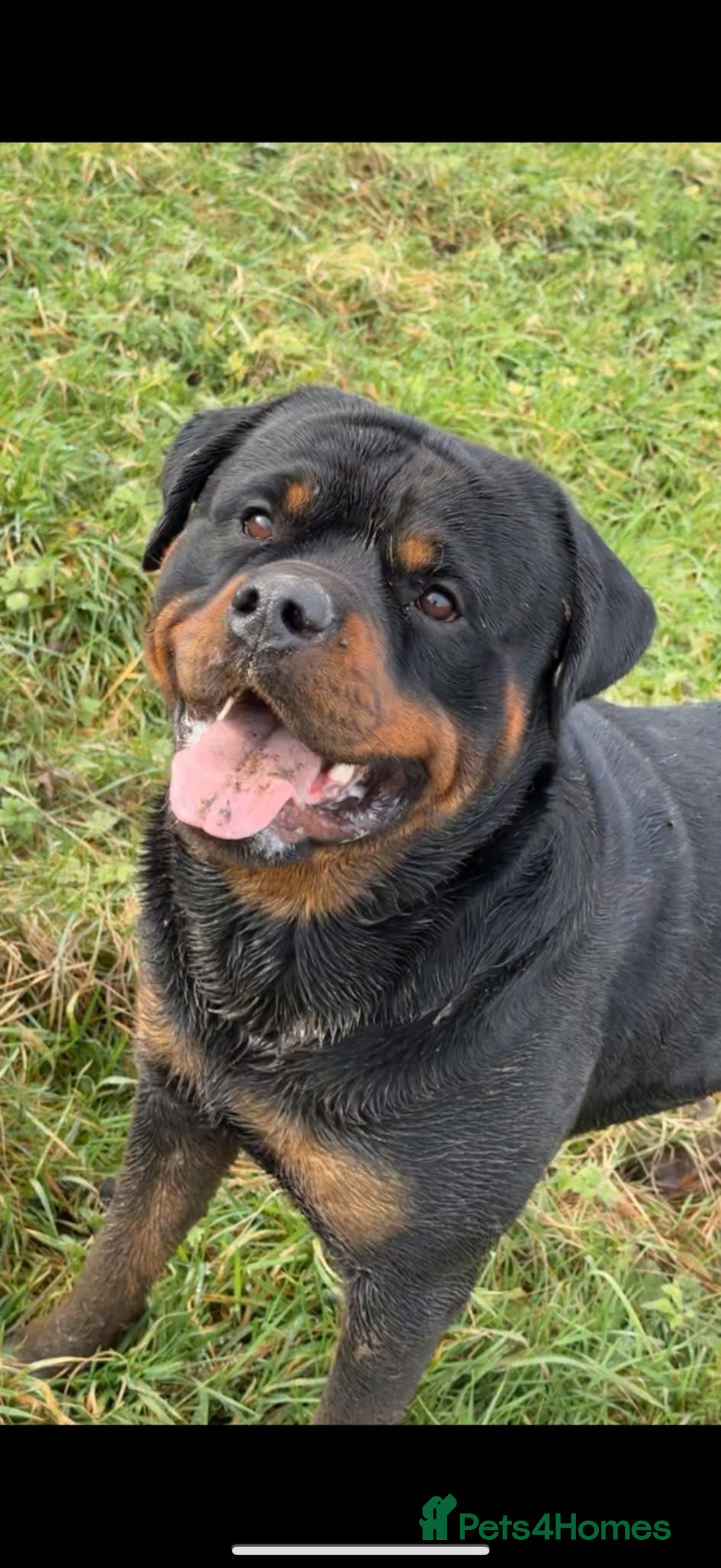 Rottweiler dogs for stud: Rottweiler For Stud - Advert 1