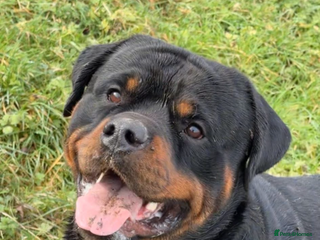 Rottweiler dogs Rottweiler For Stud - Advert 1