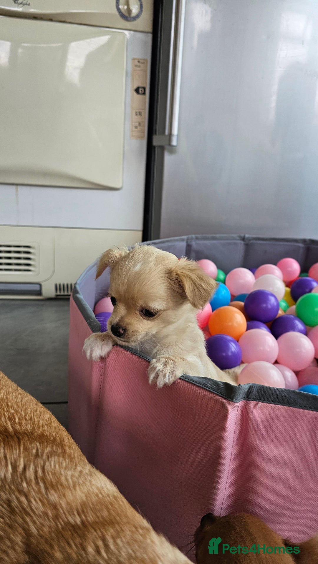 Chihuahua dogs for sale: Chihuahua puppies available  - Image 3