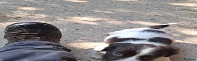 English Springer Spaniel Puppy 2