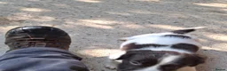 English Springer Spaniel dogs for sale: English Springer Spaniel puppies  - Advert 4
