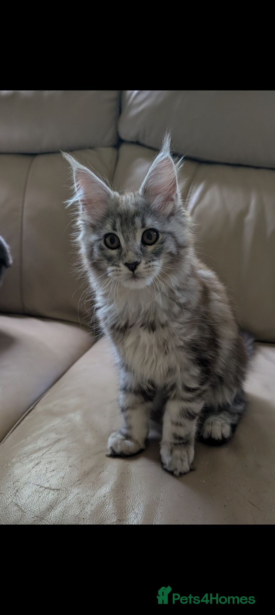 Maine Coon cats Ready now. Tica Registered Maine coon Kittens  - Advert 1