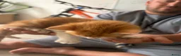 Mixed Breed cats for sale: Beautiful Very Fluffy Kittens for Sale 🐾 - Advert 14