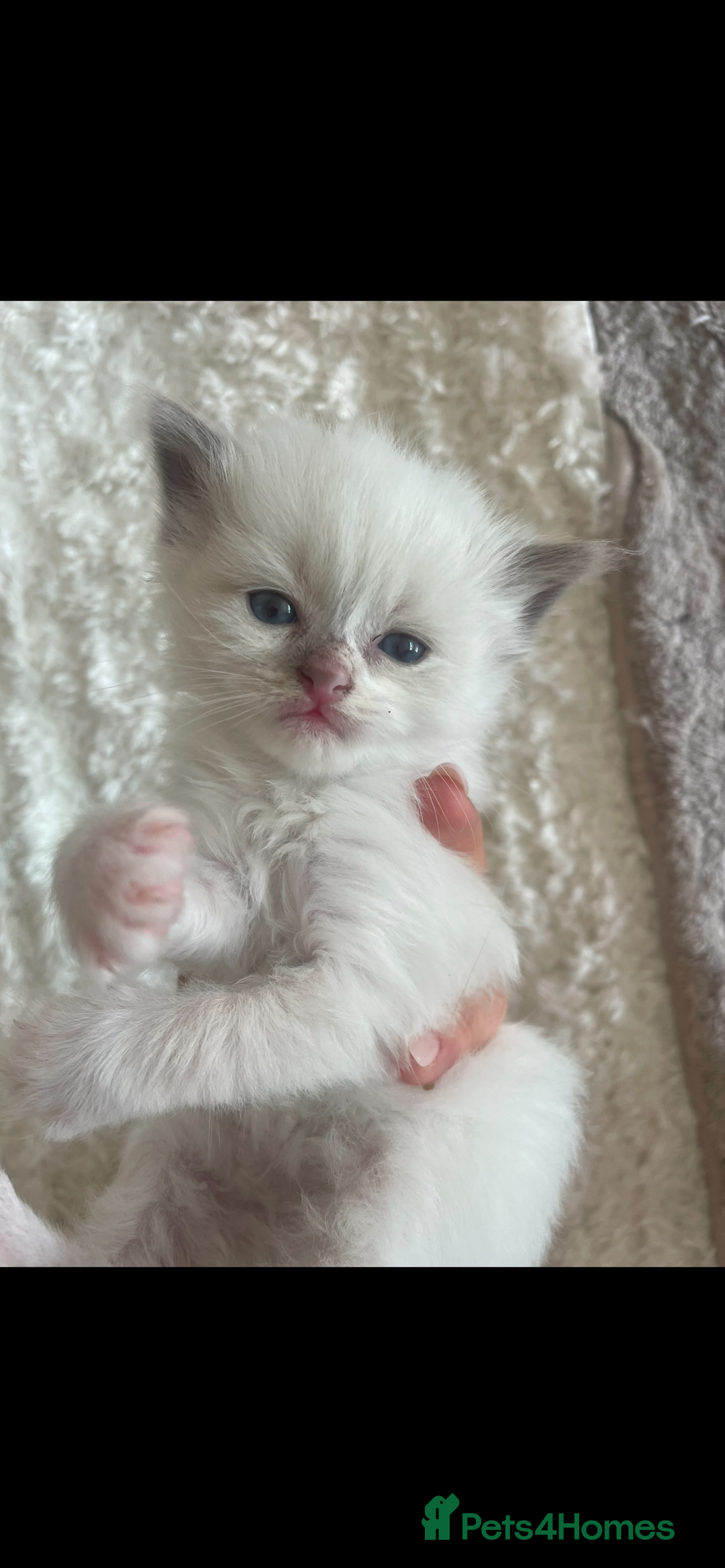 Siberian cats for sale: Siberian Neva masquerade kittens  - Image 11