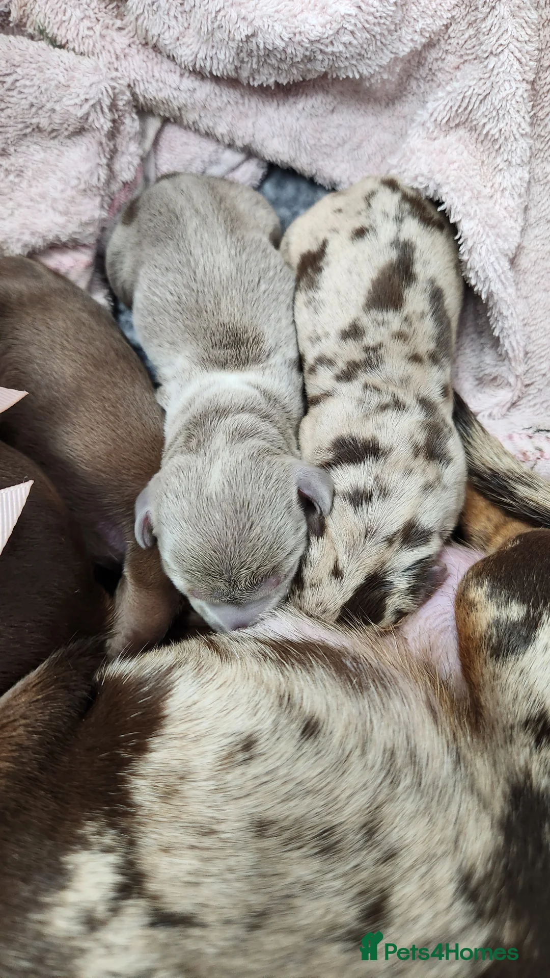 Miniature Dachshund dogs for sale: 4 miniture dachshunds - Advert 6