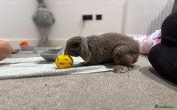 Mini Lop rabbits for sale: 1 year old Lilac Self mini lop  - Image 5