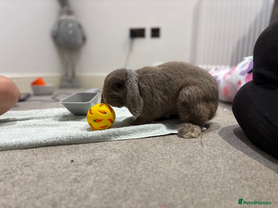 Mini Lop rabbits for sale: 1 year old Lilac Self mini lop  - Image 5