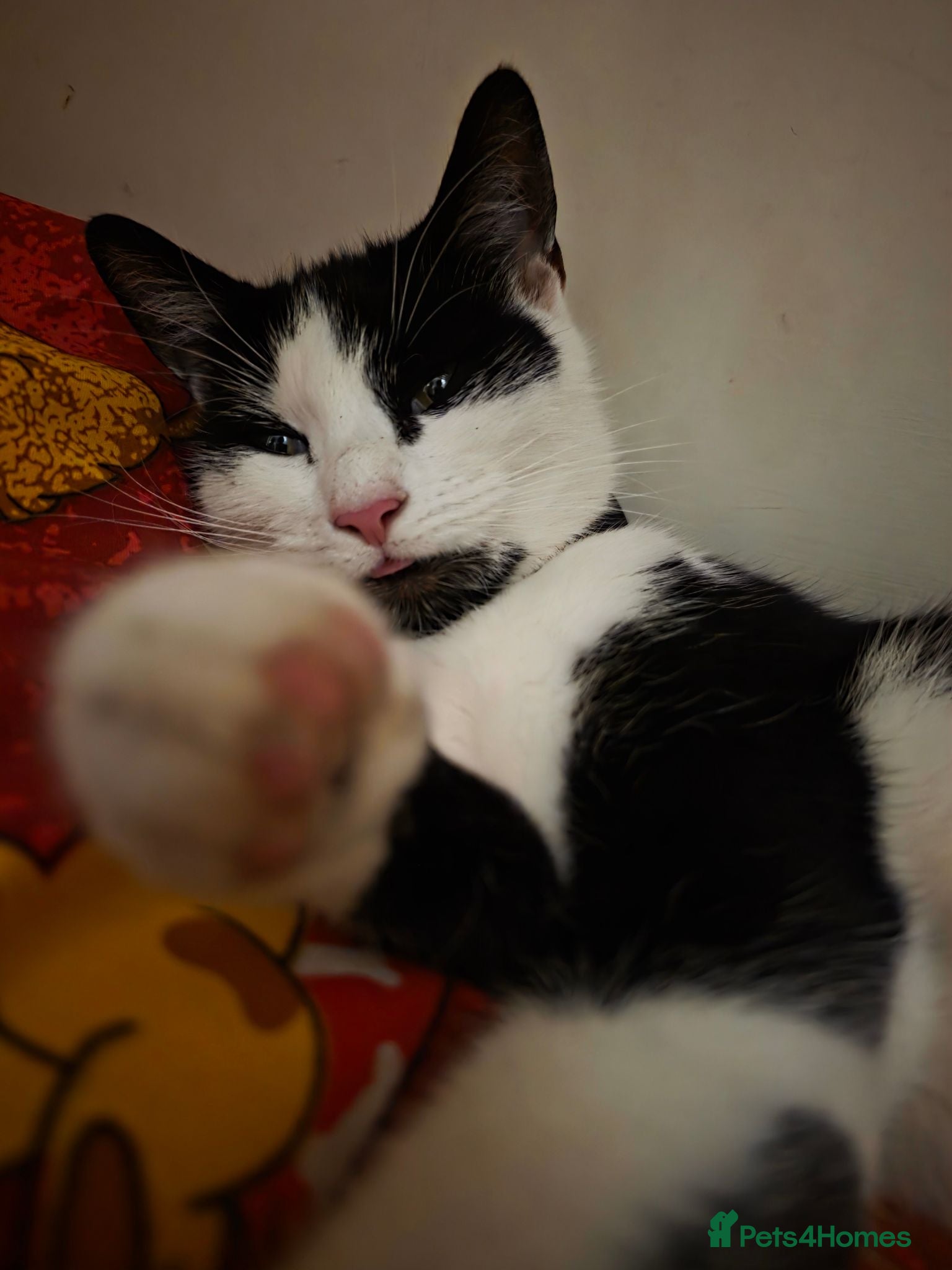 Domestic Shorthair cats Kittens  - Advert 3