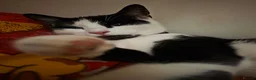 Domestic Shorthair cats for sale: Kittens  in Wednesbury - Advert 1