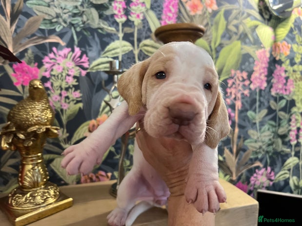 Bracco Italiano dogs Family raised Bracco Italiano puppies - Advert 5