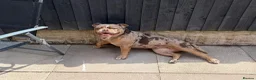 Olde English Bulldogge dogs for sale: Old English bulldogee  - Advert 2