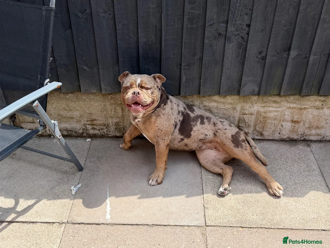 Olde English Bulldogge dogs for sale: Old English bulldogee  - Advert 2