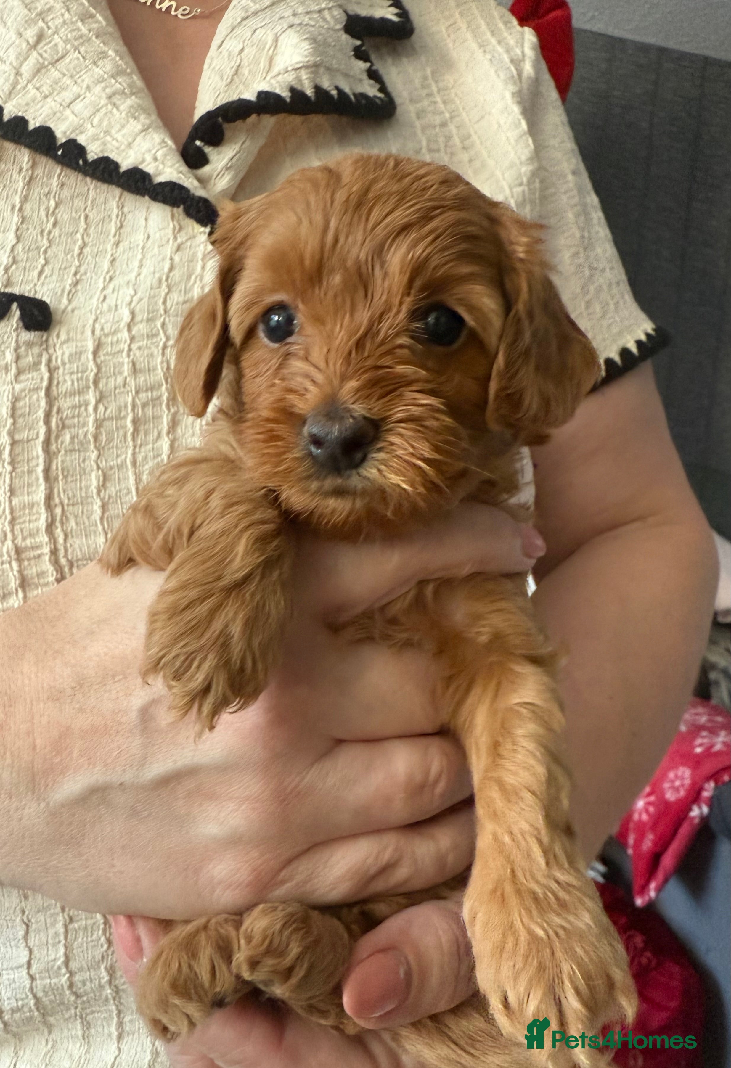Maltipoo dogs Red maltipoo puppies - Advert 1