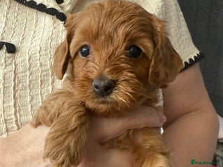 Maltipoo dogs Red maltipoo puppies - Advert 1