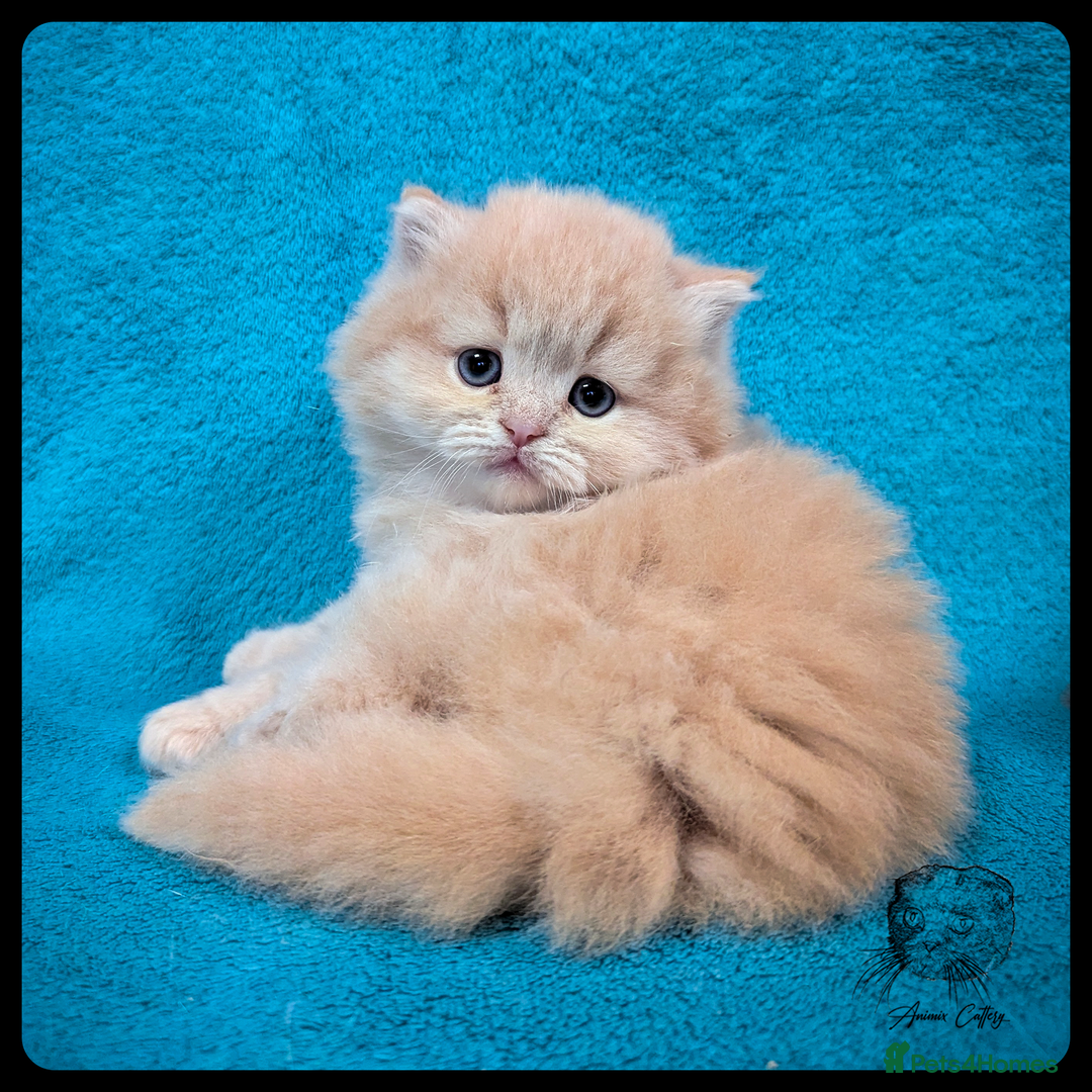 Scottish Fold cats for sale: TICA Registered Scottish kittens - Advert 3
