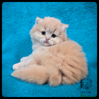 Scottish Fold cats TICA Registered Scottish kittens - Advert 1