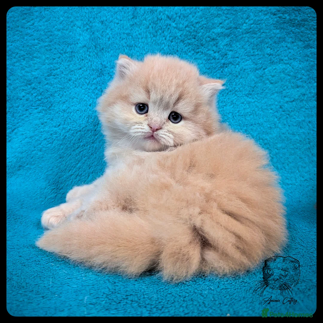 Scottish Fold cats for sale: TICA Registered Scottish kittens - Advert 3