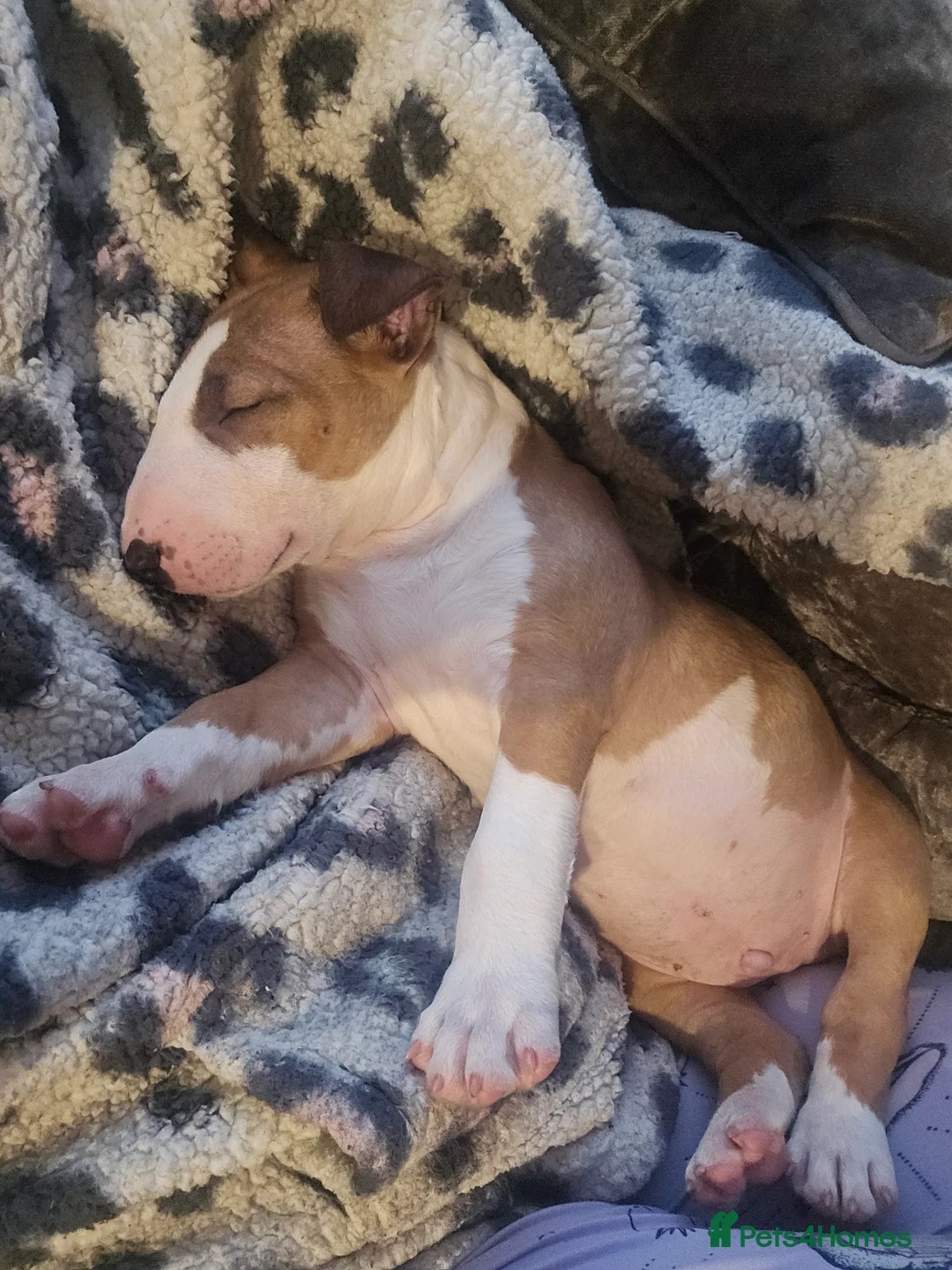 English Bull Terrier dogs for sale: English Bull Terrier Pup - Advert 2
