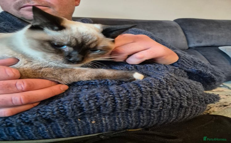 Snowshoe cats Very rare Pedigree Snowshoe kittens ready to go   - Advert 1