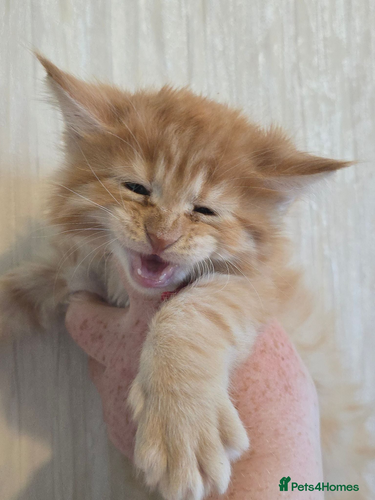 Maine Coon cats Red Maine Coon Chunky Large TICA Kittens - Advert 1