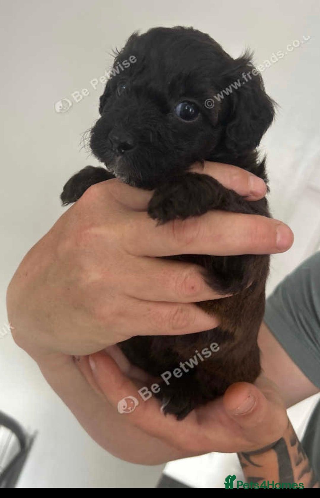 Maltipoo dogs for sale: F1 maltipoos  - Image 7