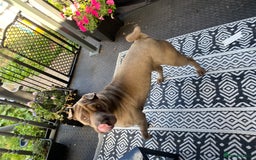 Shar Pei dogs for sale: Shar pei girl - Image 3