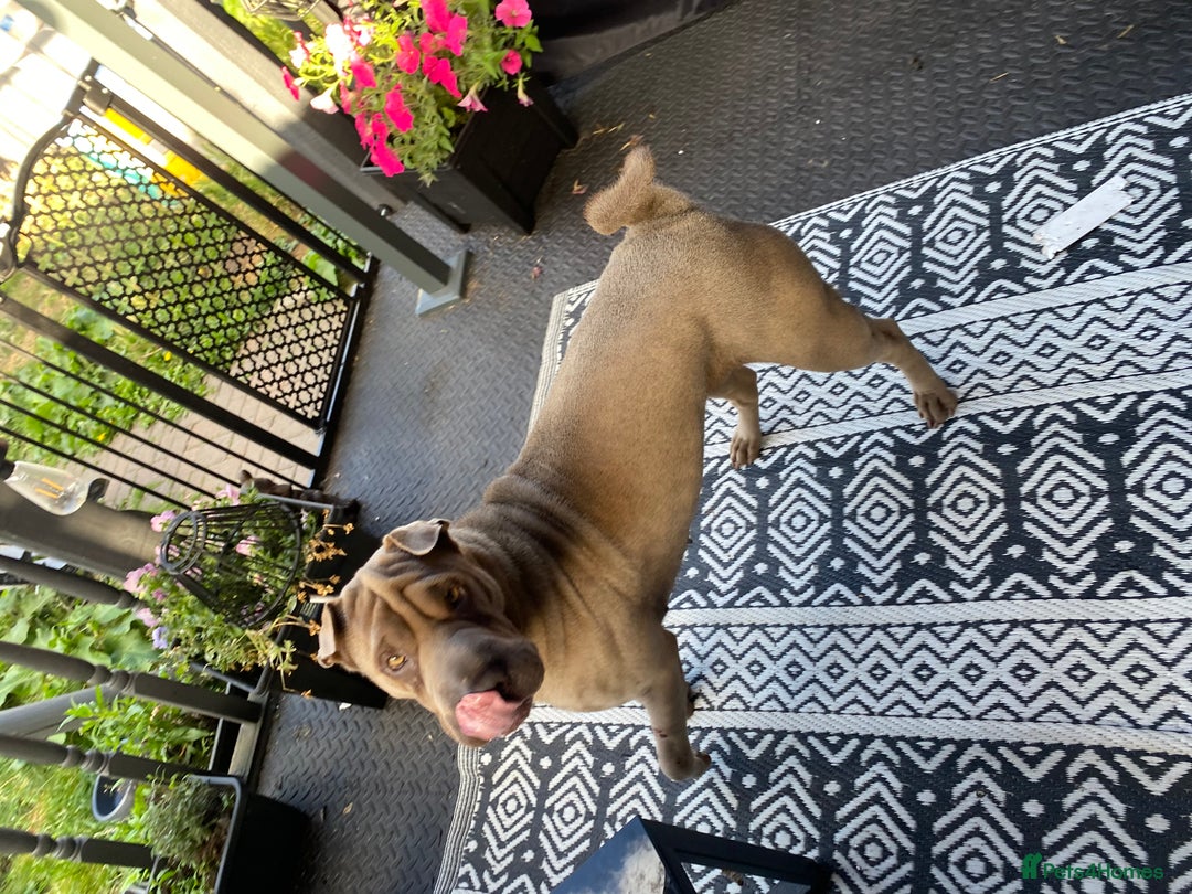 Shar Pei dogs for sale: Shar pei girl - Image 3