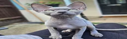 Sphynx cats for sale: Cuddly sphynx cat - Advert 3
