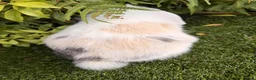 Mini Lop rabbits for sale: Mini lops available  - Advert 5