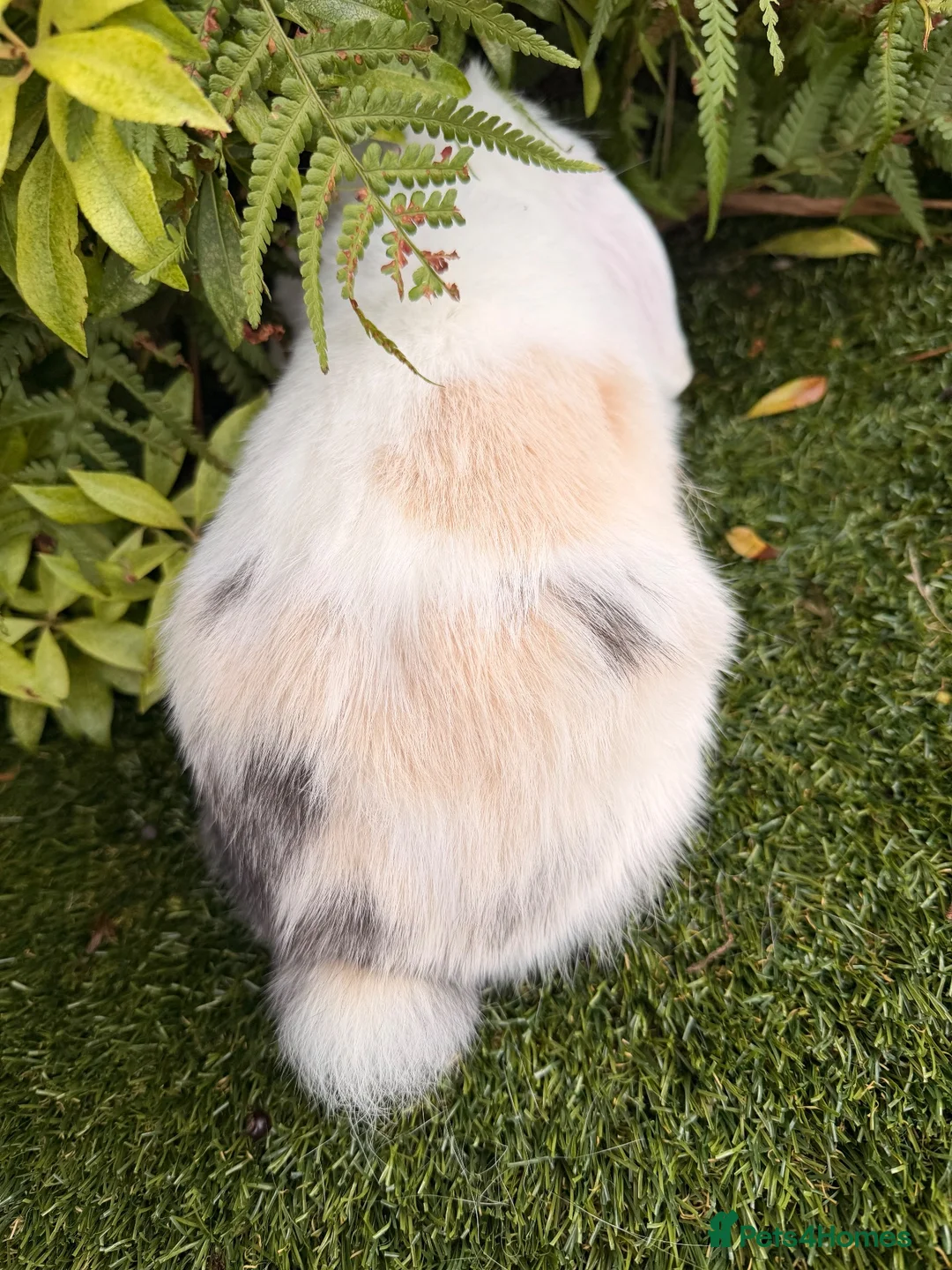 Mini Lop rabbits for sale: Mini lops available  - Advert 5