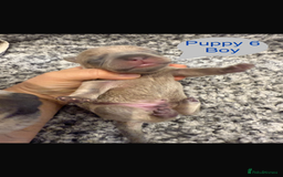 Mixed Breed dogs for sale: French chow puppies  - Image 12